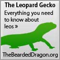 Leopard Geckos