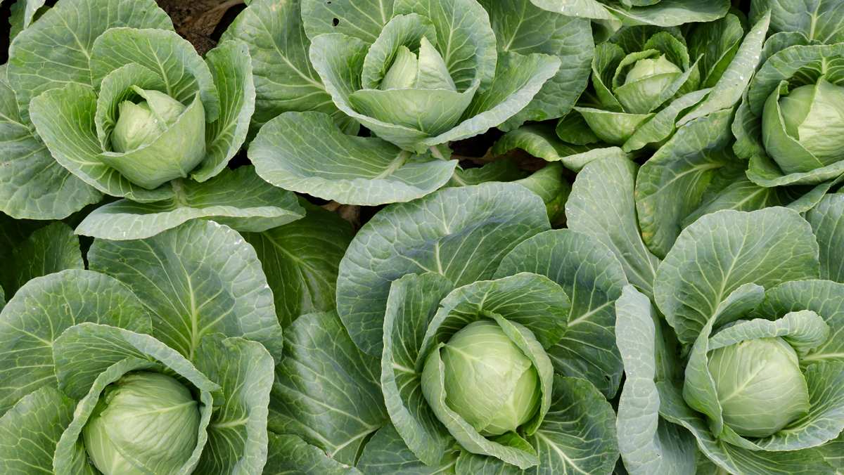 Cabbage for Bearded Dragons