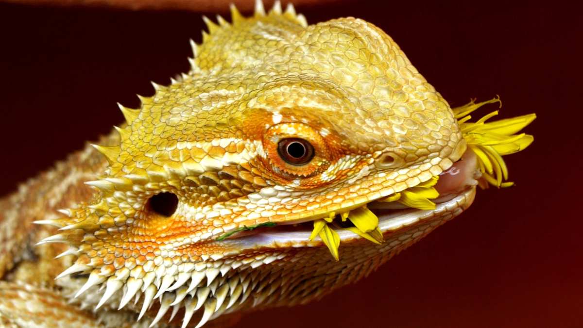 Bearded Dragon Eating Dandelion