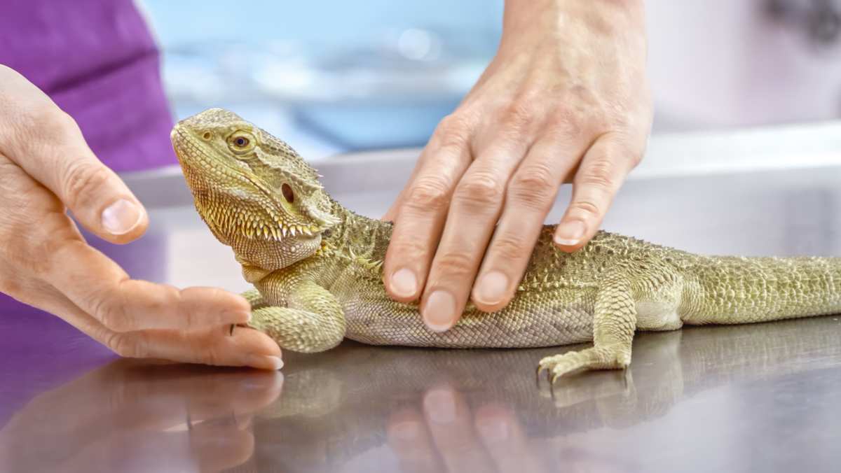 Bearded dragon examined by vet