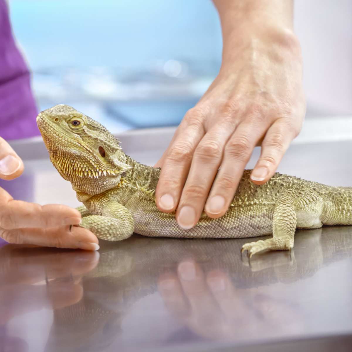 blue eyed bearded dragon