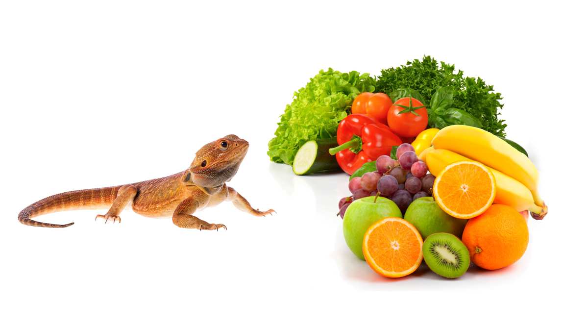 Fruits, Vegetables, and Bearded Dragons