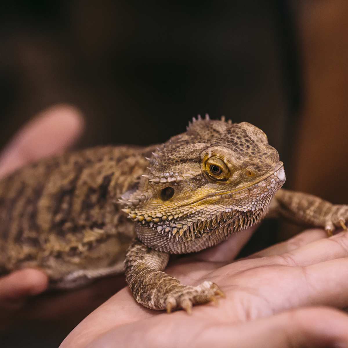 full grown bearded dragons