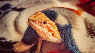 Common Bearded Dragon Health Issues