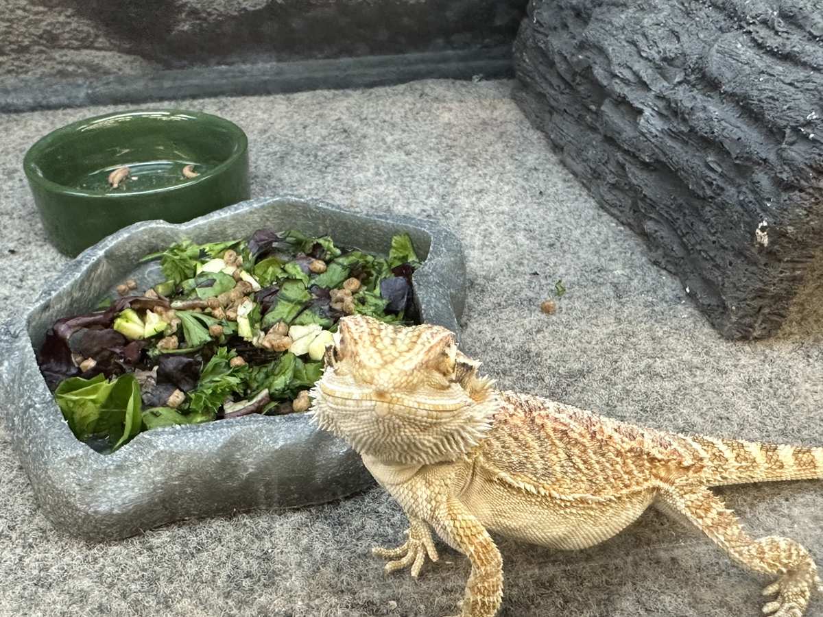 Bearded Dragon Nutrition Data The Bearded Dragon