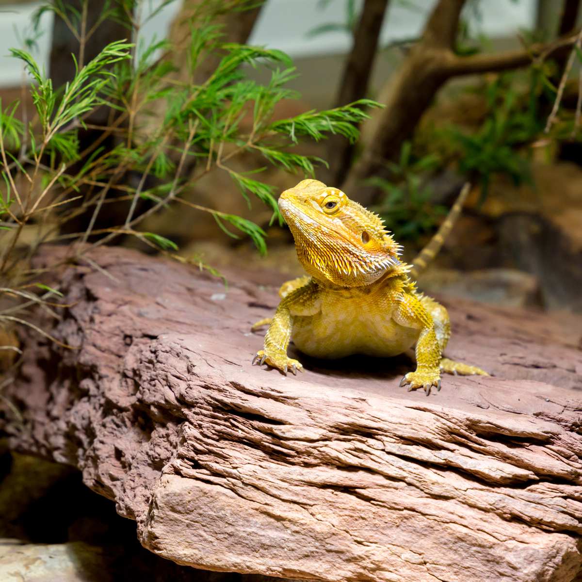 The Bearded Dragon's Guide To Heat and Humidity Requirements 