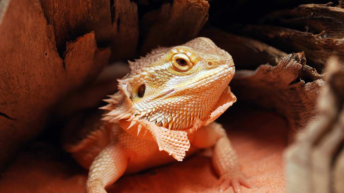 Bearded Dragon Shedding