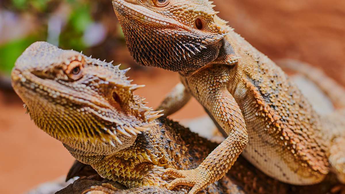 Bearded dragons sitting on top of each other