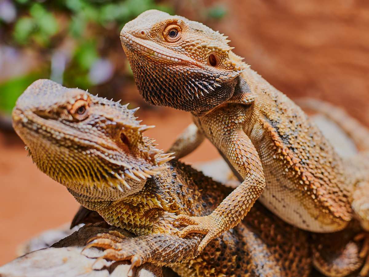 15 Bearded Dragon Behaviors and What They Could Mean – Dragon's Diet