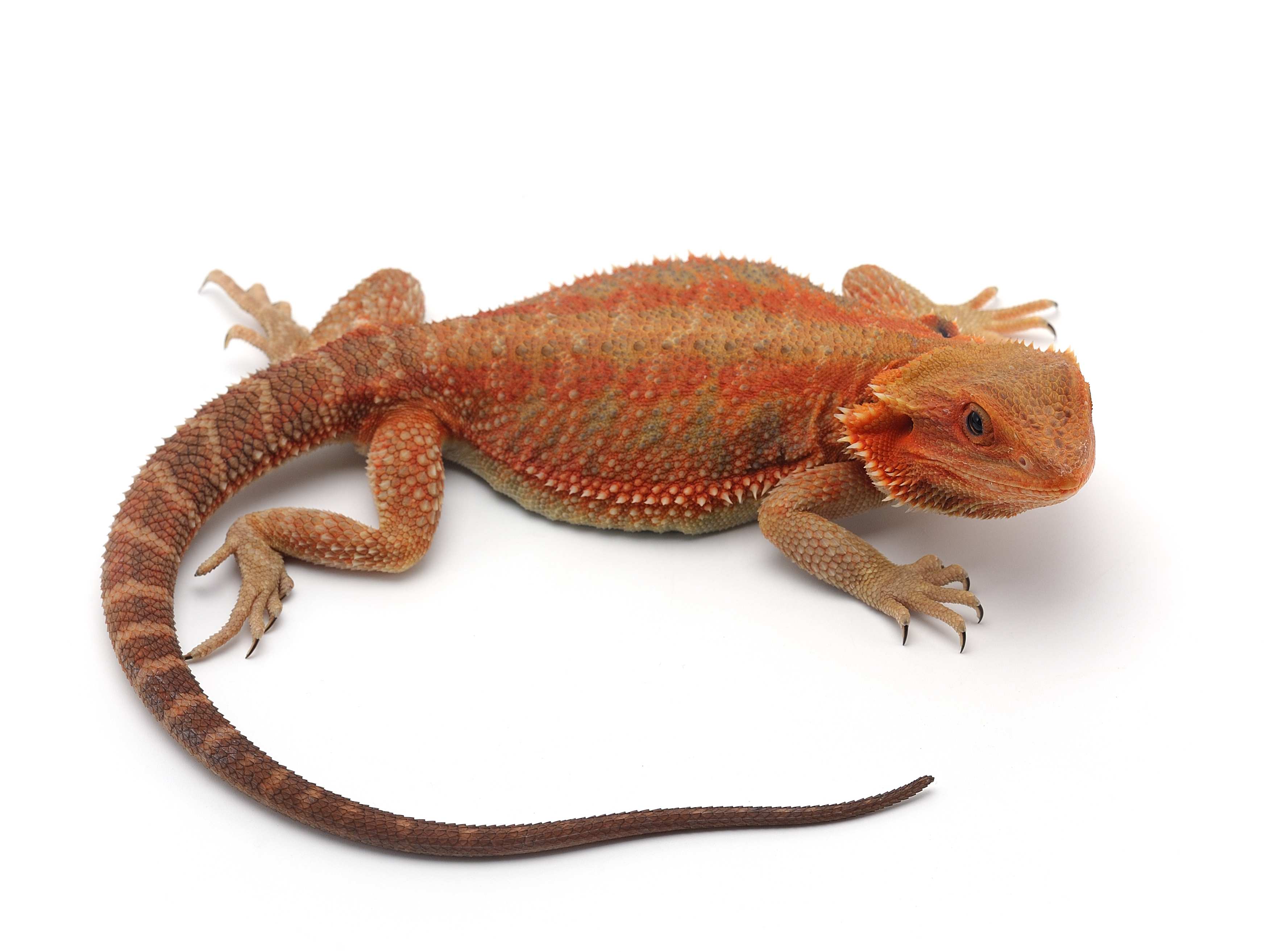 bearded dragons colors