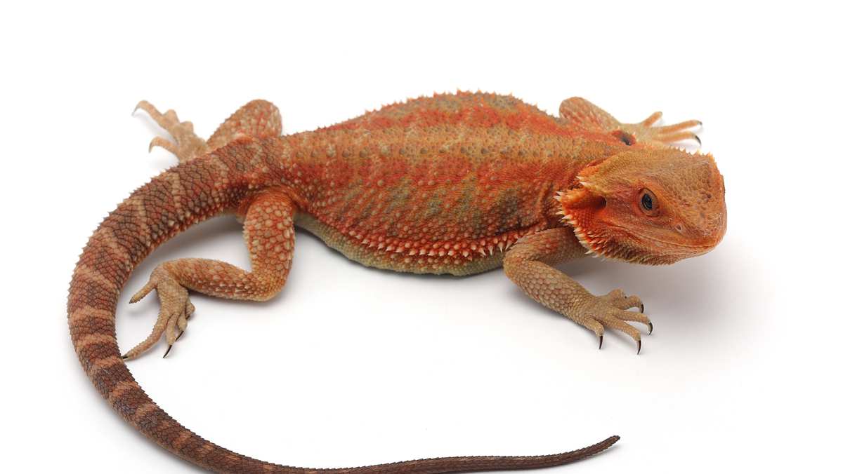 Blood-red Bearded Dragon