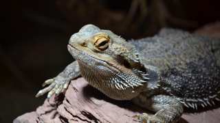 How to Care for Bearded Dragons