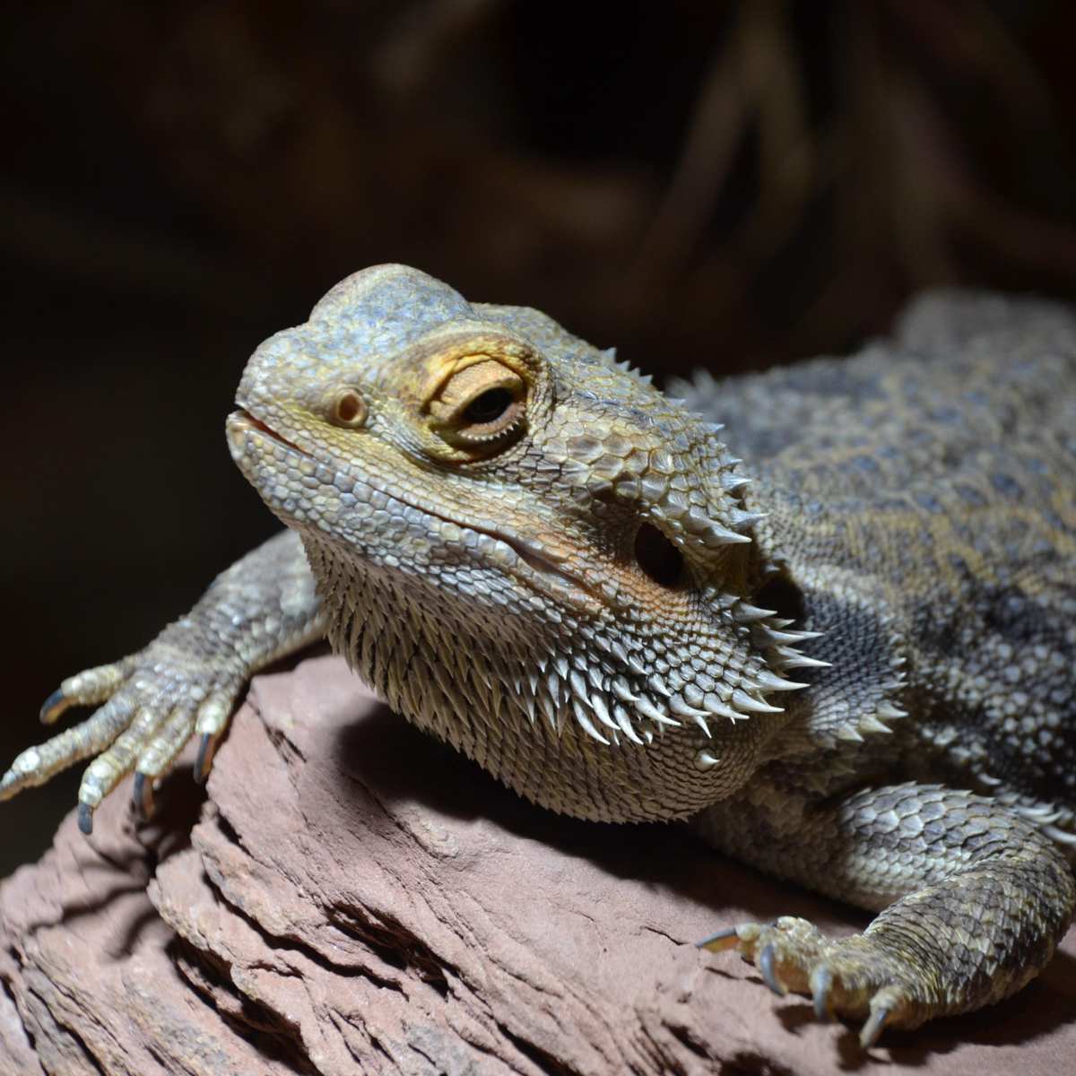 https://media.thebeardeddragon.org/images/blue-bearded-dragon-resting-on-rock-sz6.jpg