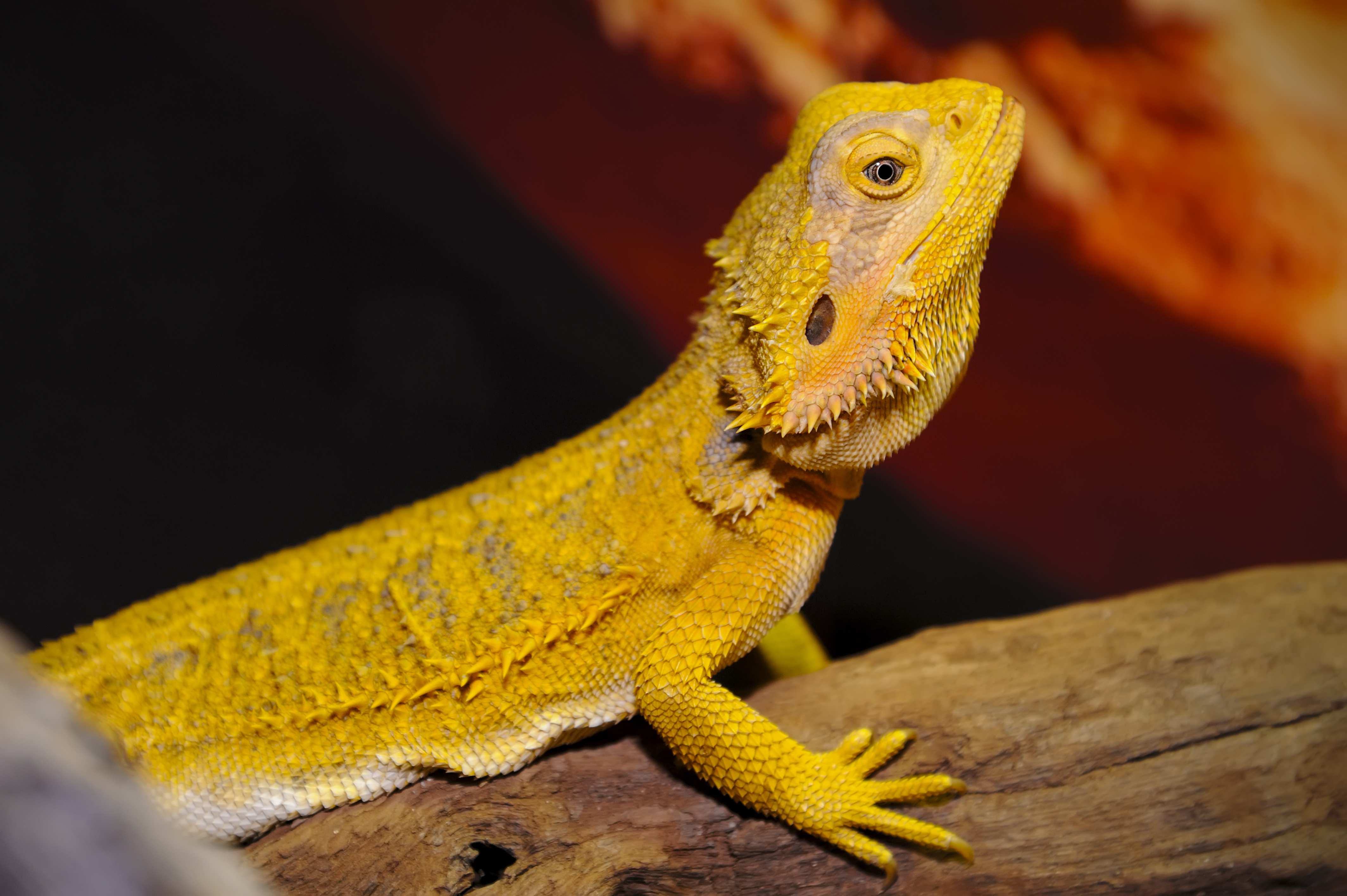 Bearded Dragon Facts: Types, Colors, Variations & Lifespan - XYZReptiles