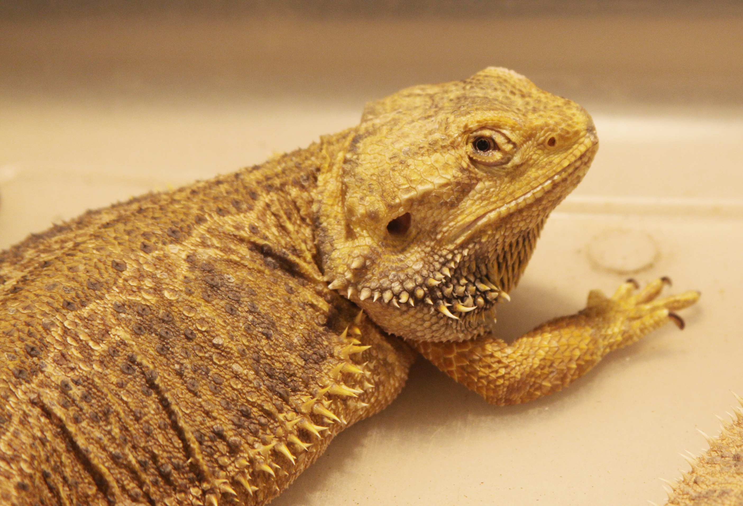 Types of Bearded Dragons » View Different Types, Colors, & Species