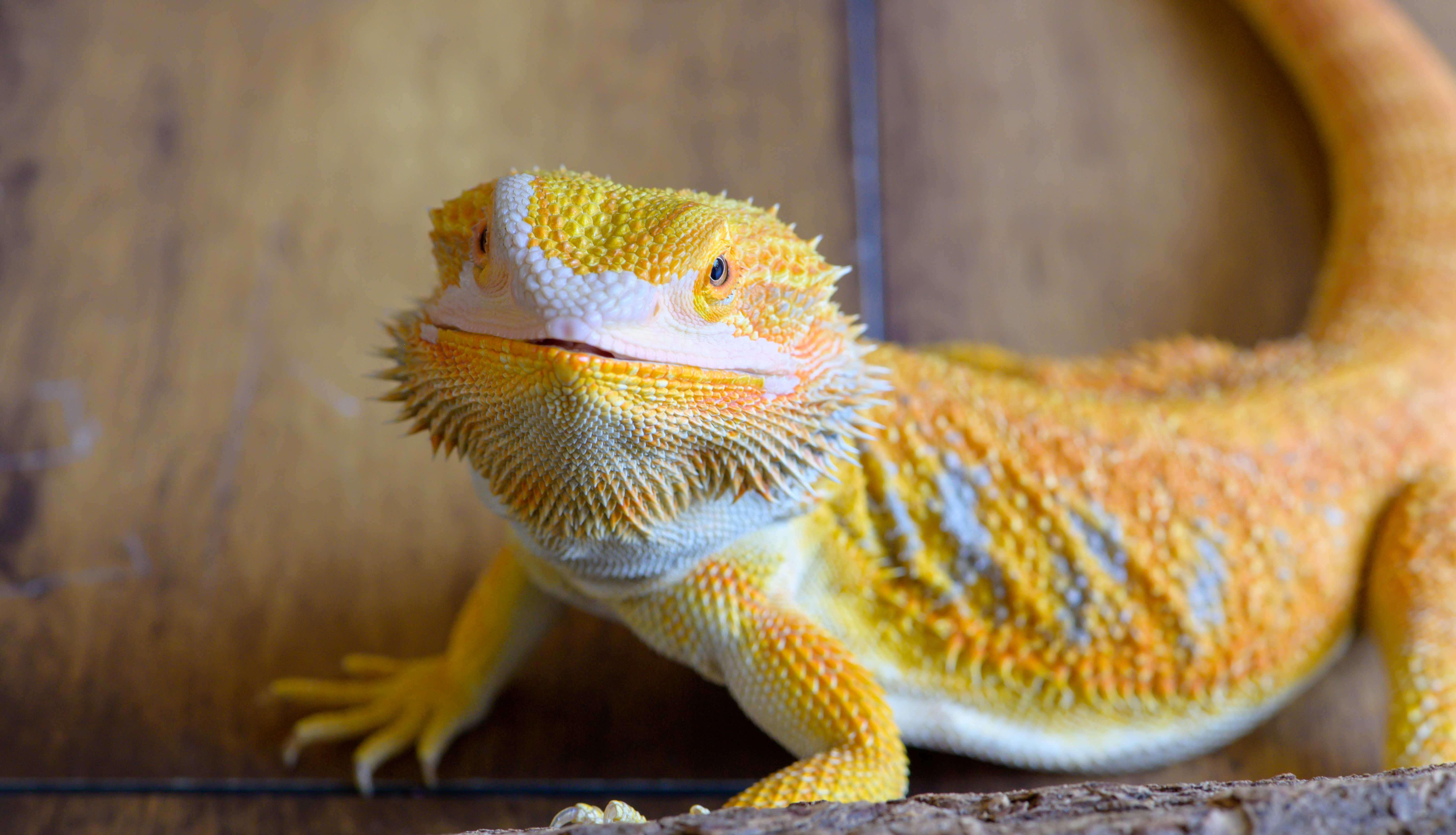 Tiger Snow Bearded Dragon