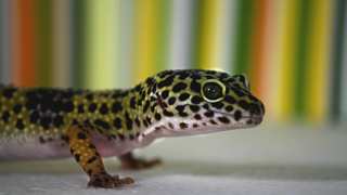 Leopard Gecko Diet & Nutrition