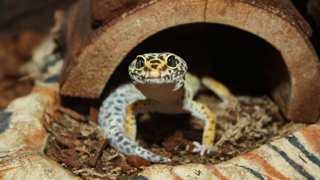 How to Set Up A Leopard Gecko Tank