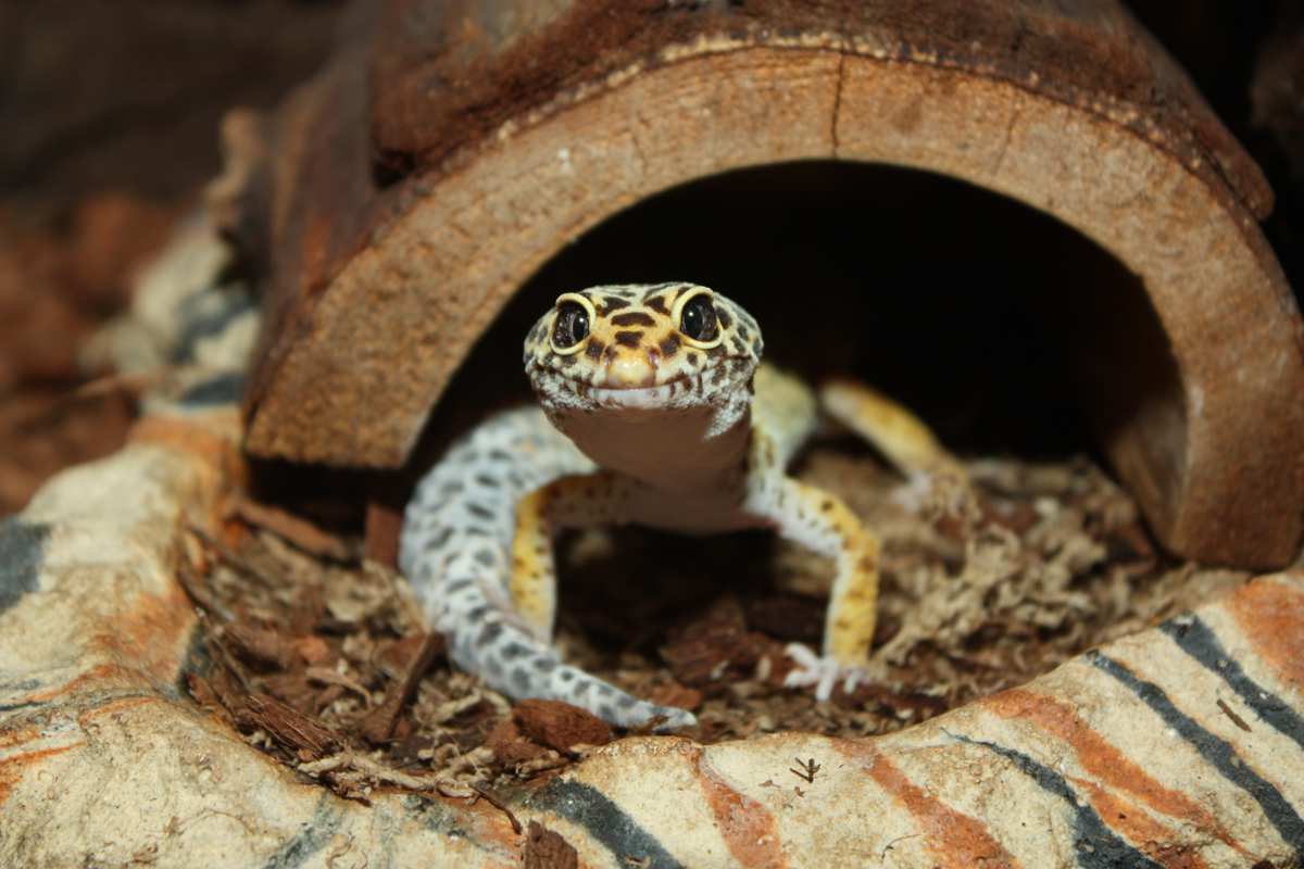 How to Setup the Gecko Habitat » by Step