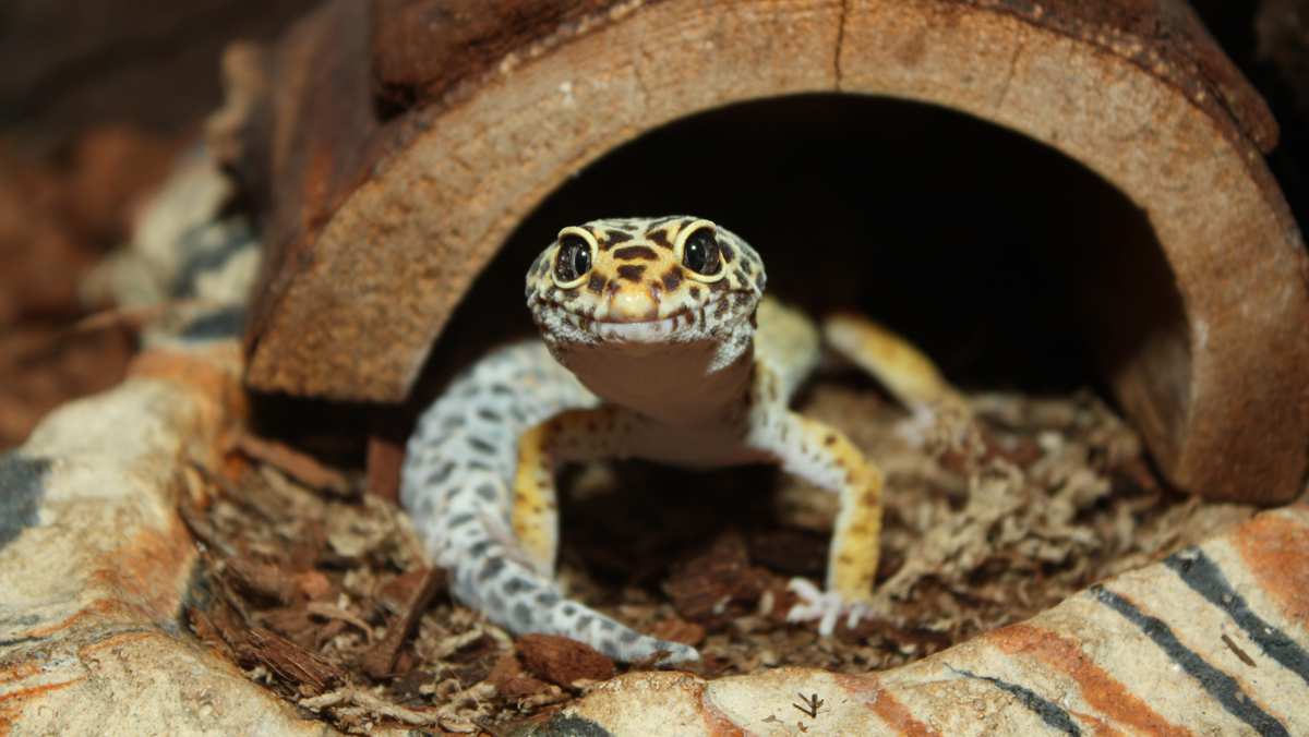 Leopard Gecko in Hide