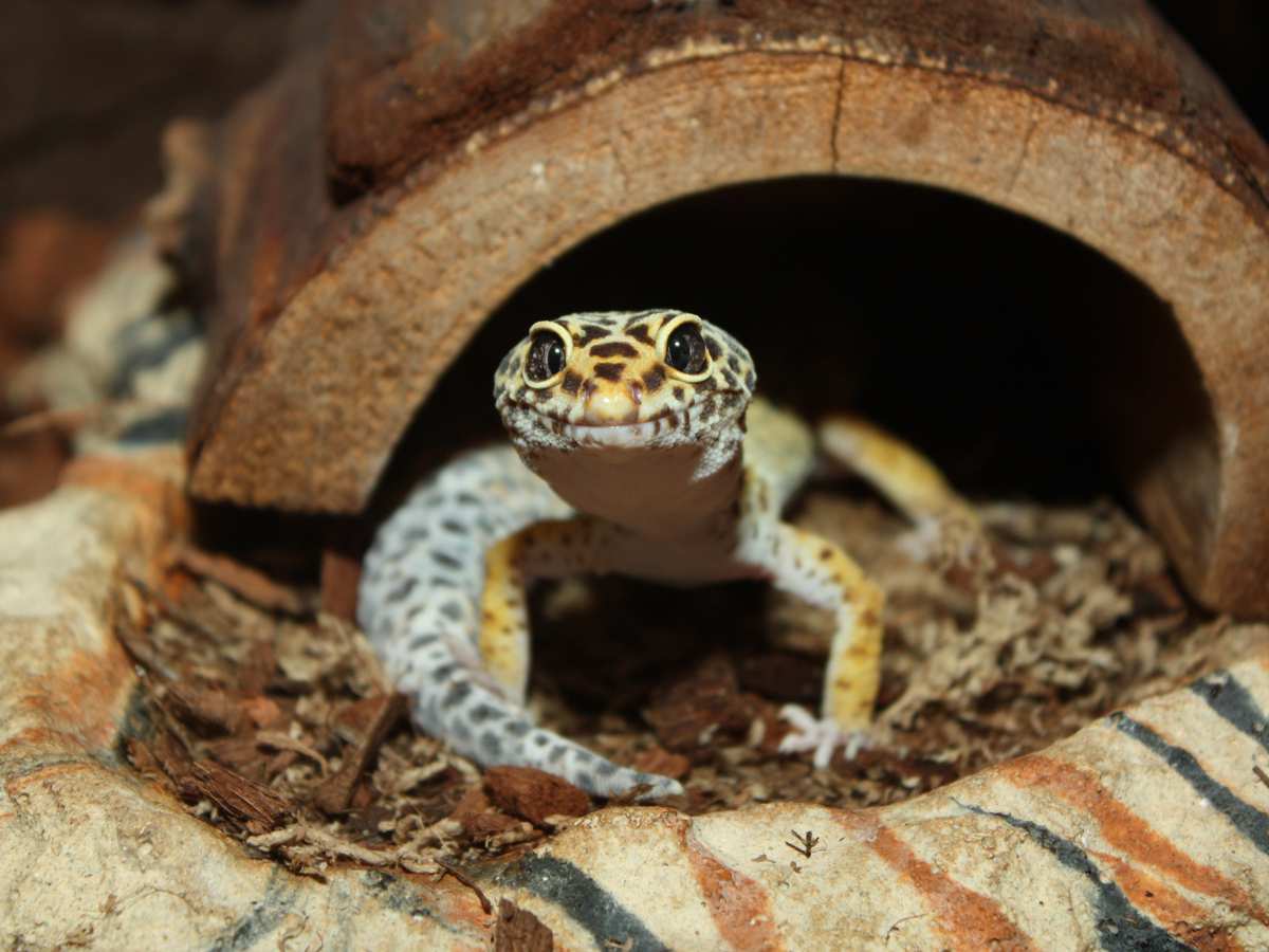 leopard gecko setup