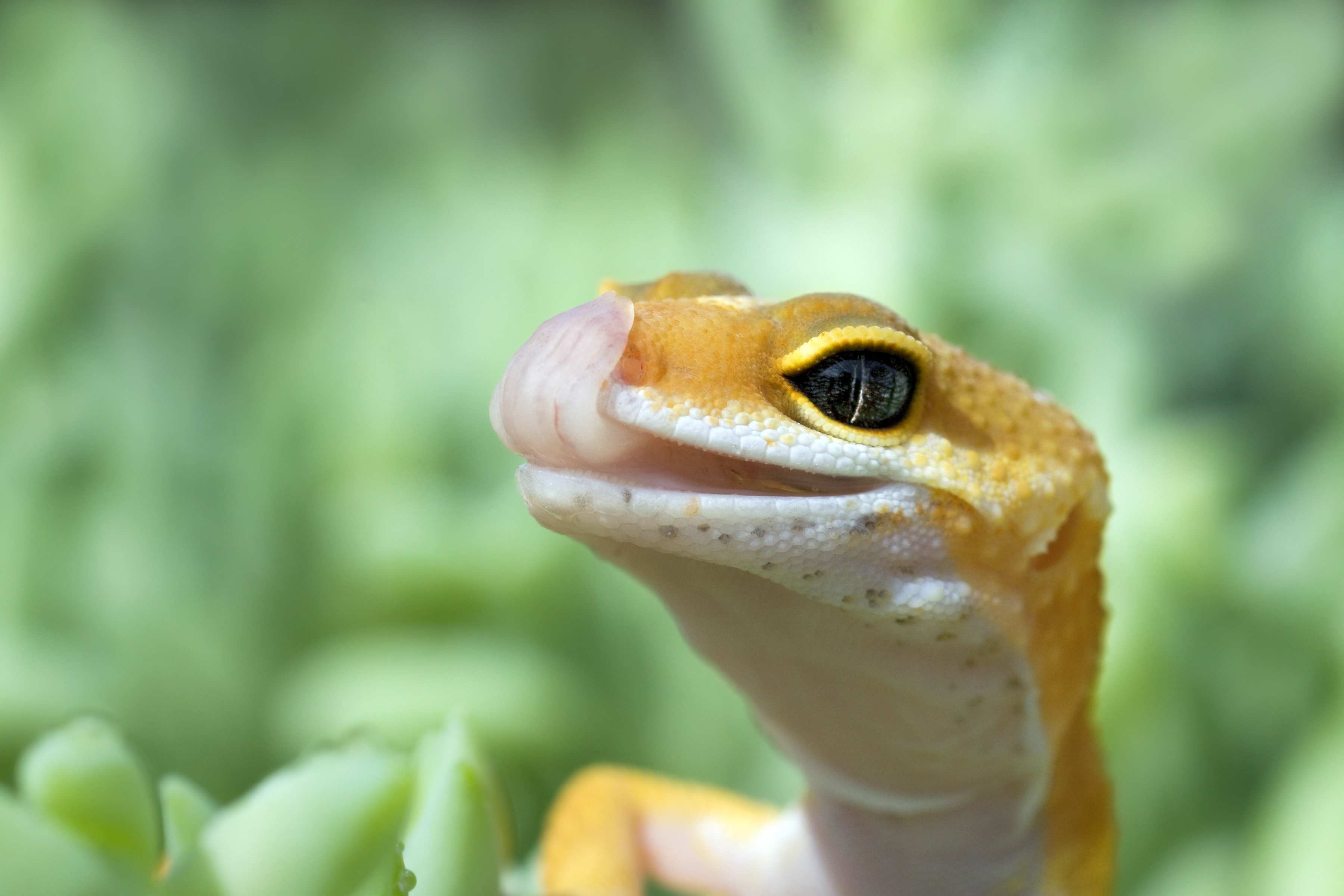 Leopard Gecko Behavior & Body Language