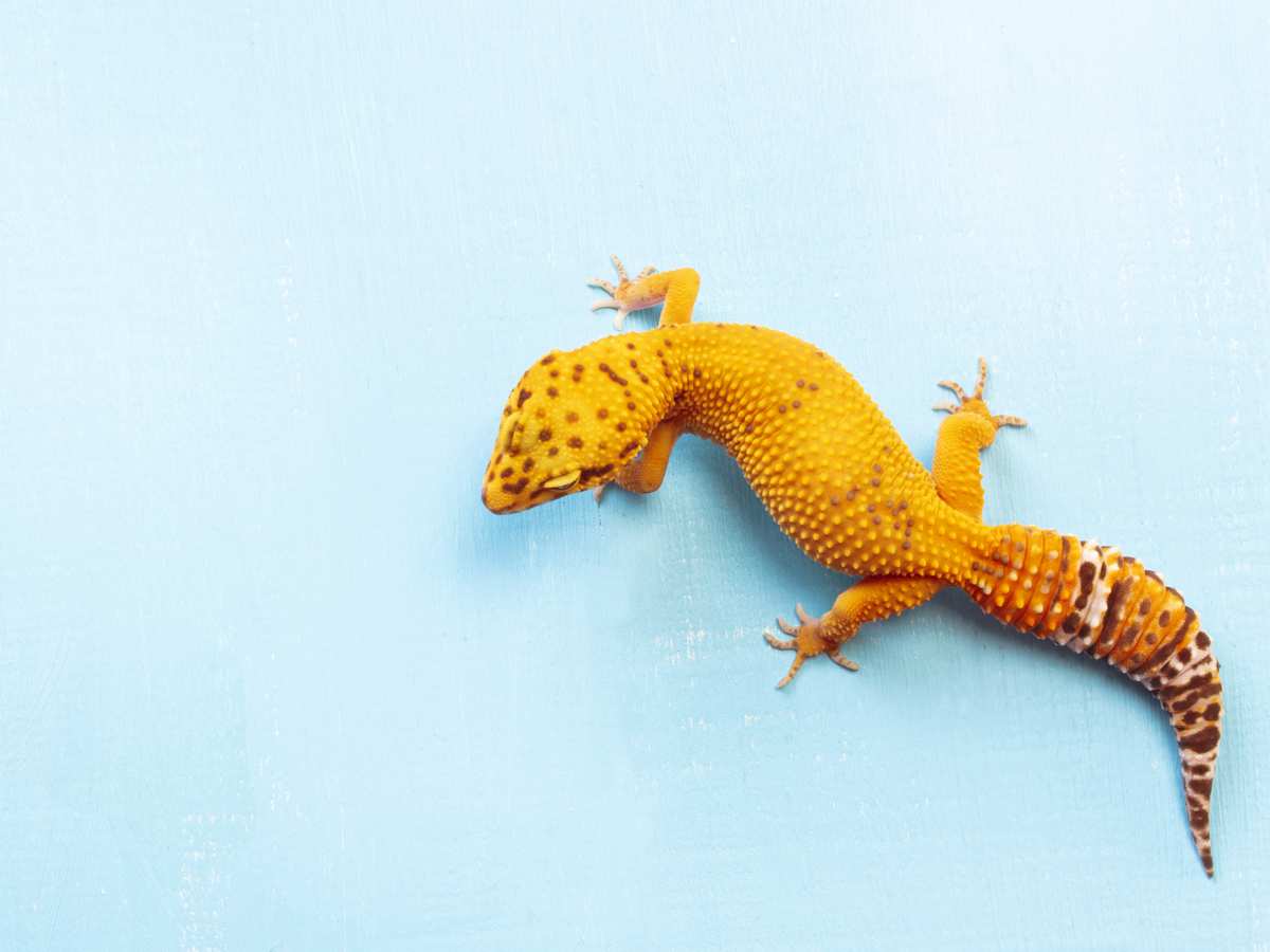 bell leopard gecko