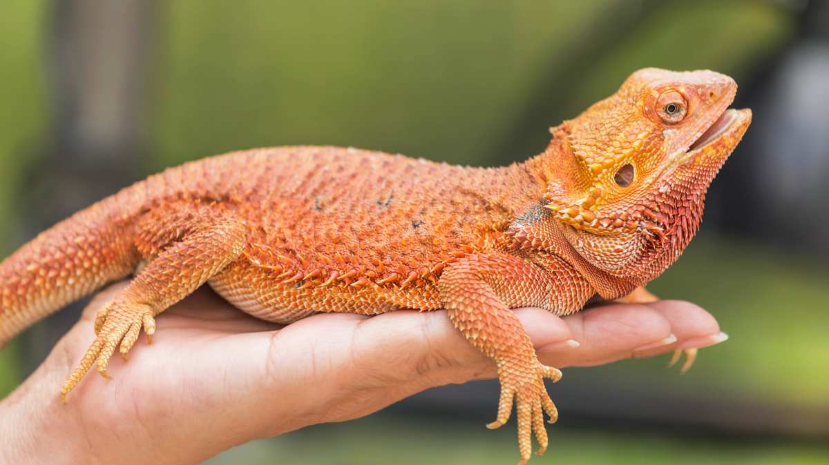 red and black bearded dragon