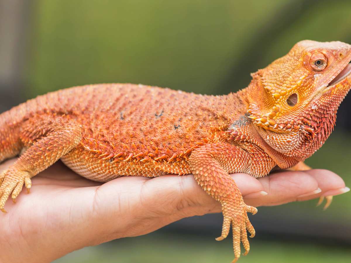 melanistic bearded dragon