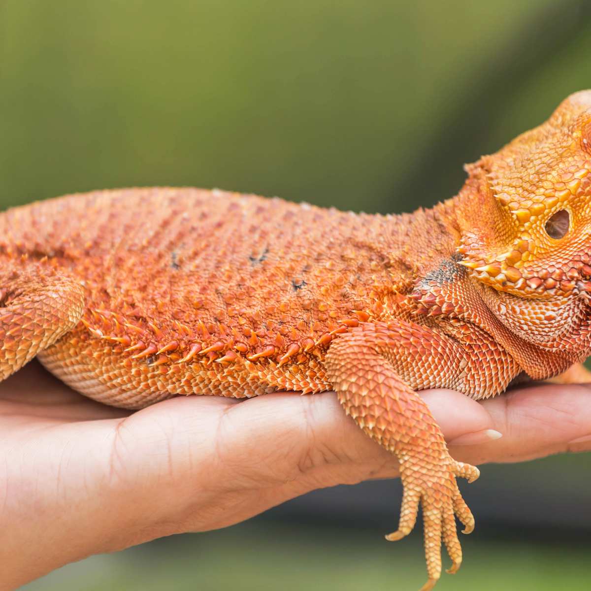 red bearded dragon lizard