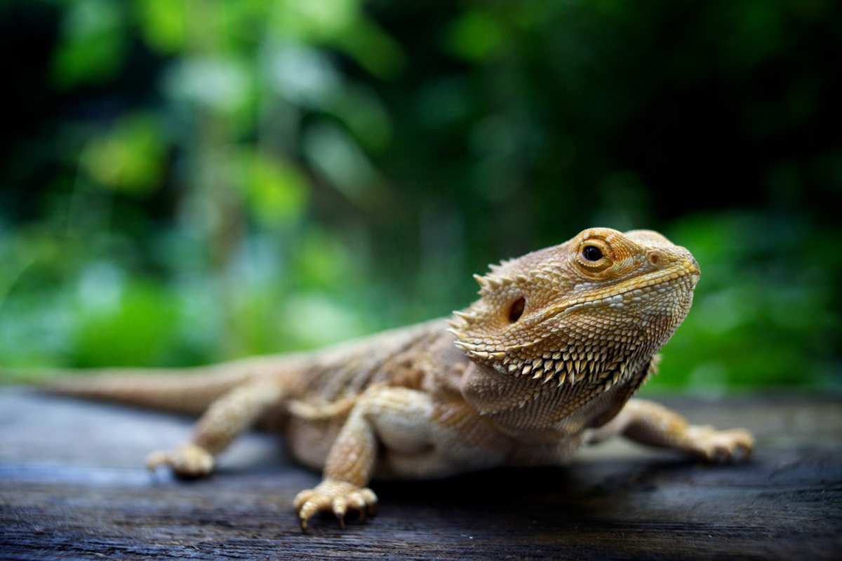 Bearded dragons: facts and photos