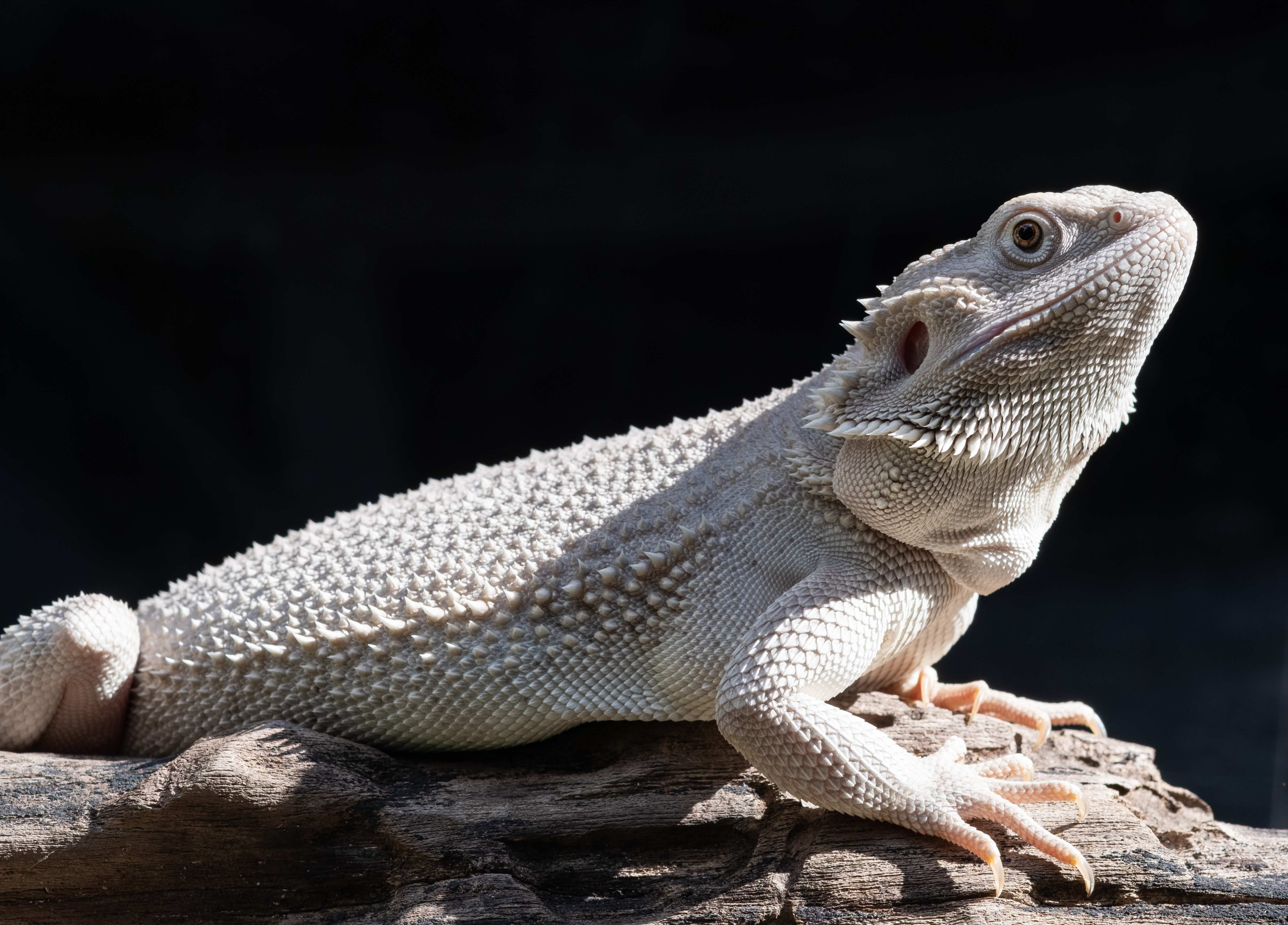 bearded dragon albino