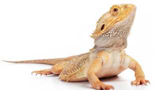 Bearded Dragon Types, Colors, and Species