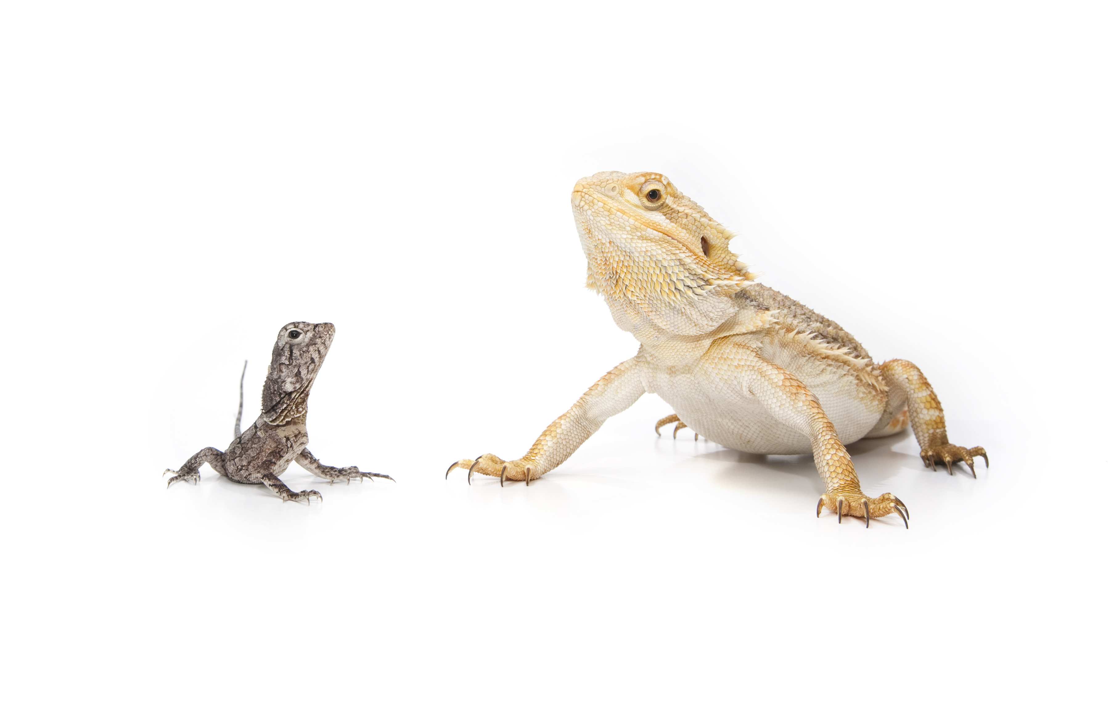 White on the arms and tail? : r/BeardedDragons