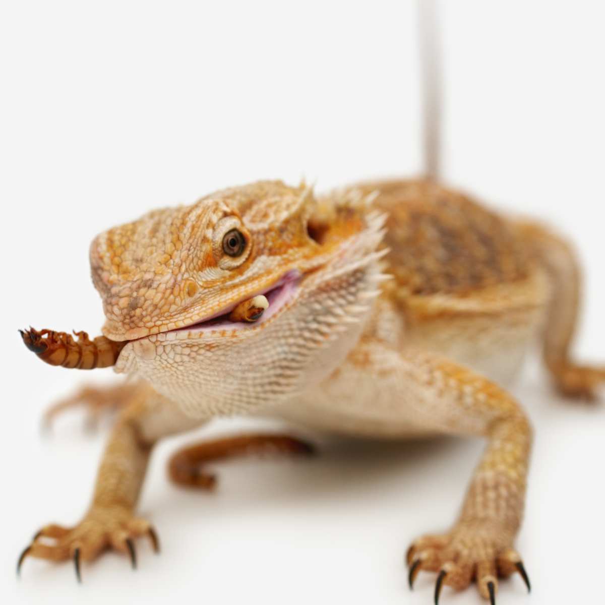 baby bearded dragons eating